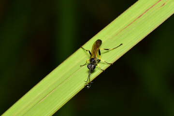 Hymenoptera, macro, close up, background, insect, nature, bug, animal, leaf, bee, wing, wings, detail, grass