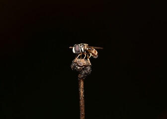 Close-up picture of a flower fly in the late morning.
