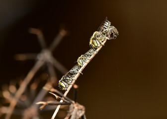 Macro photo of 3 little bees clinging to a grass branch.