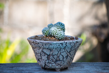 The golf ball plant is a beautiful cactus with pink flowers.