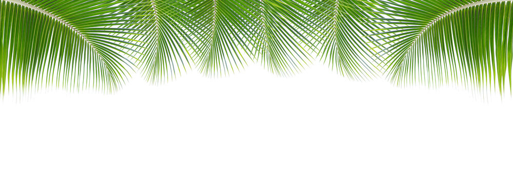 Green Leaves Palm Isolated On White Background For Montage Product Display Or Design Key Visual Layout.with Clipping Path..