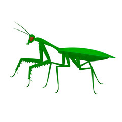Mantis. Insect mantis, vector illustration