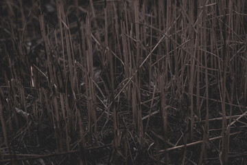 texture grass
