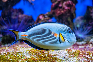 Fototapeta na wymiar Sohal Surgeonfish underwater