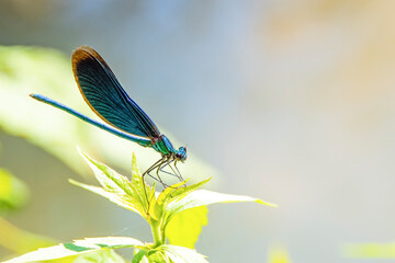 Near view of a beautiful blue dragonfly