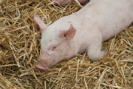Un petit cochon qui se repose sur la paille dans une ferme
