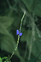 blue dragonfly on a flower
