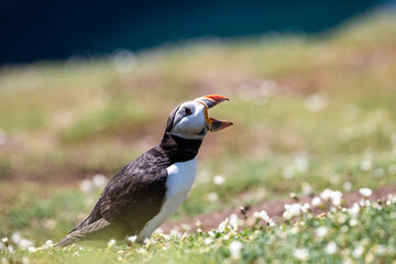 A Puffin with Open Beak Whilst Calling Out