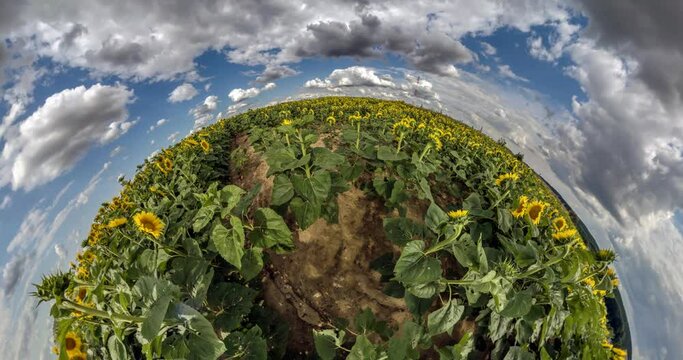 little planet revolves among blue sky in field of sunflowers in sunny day. Little planet transformation with curvature of space. 