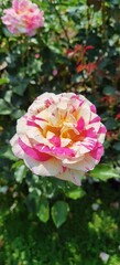 Pink White Speckled Rose