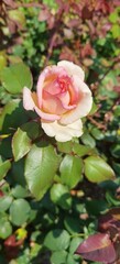 Light Pink Rose