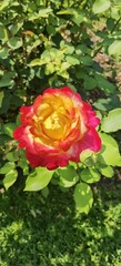 Red Yellow Rose