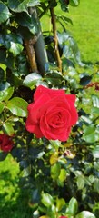 Red Climbing Rose