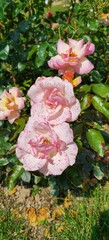 Light Pink Speckled Rose