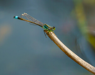 Libelle auf einem Ast