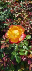 Yellow and Red Rose