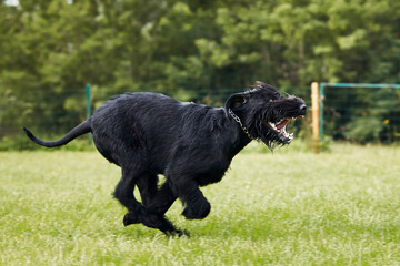Dog running in grass. Black Giant Schnauzer sprinting on meadow during summer day..