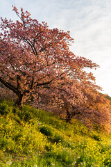 みなみの桜 菜の花 まつり 快晴　早朝