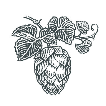 Hop, brewing beer. Hops on a twig with leaves. Hand drawn engraving style illustrations. Vector engraving.
