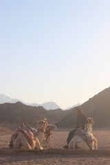 camel guide with camels in the desert in Egypt