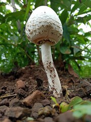 mushroom in the forest