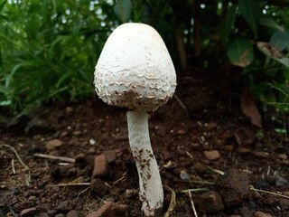 mushroom in the forest