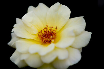 Fototapeta na wymiar white rose on a black background