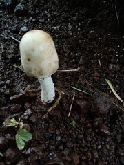 mushroom in the forest