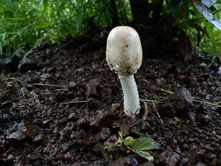 Rainy season vegetable edible mushroom forest in India