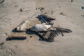 Close-up of dead pelican on beach