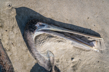 Close-up of dead pelican on beach