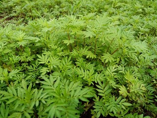 Organic marigold seedlings are created in the nursery