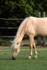 light brown horse in the field