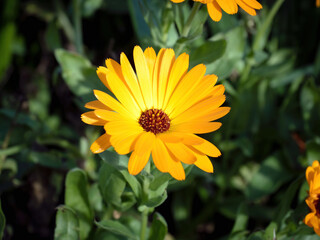 View of Pot Marigold (Calendula officinalis) flower