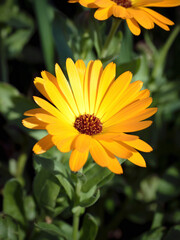 View of Pot Marigold (Calendula officinalis) flower