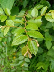 Fototapeta na wymiar green leaves in the garden Wild Indian Fruit (Ziziphus oenoplia )