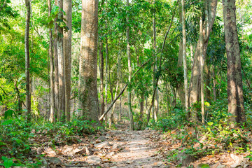 The path in the woods Tropical Nature in Namtok Samlan National Park 