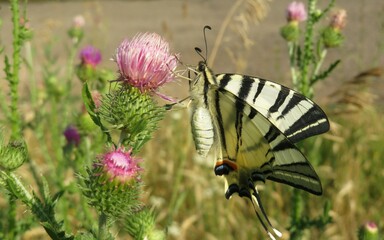 Swallowtail butterfly on a thistle flower in the meadow, closeup