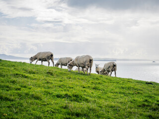 Obraz premium Group of sheep on green hill