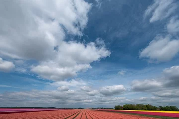 Fototapete Tulip fields in Flevoland Province, The Netherlands © Holland-PhotostockNL