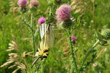 Swallowtail butterfly on a thistle flower in the meadow, closeup 