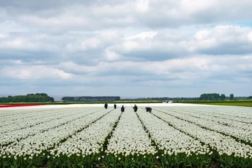 Foto auf Acrylglas Tulip fields in Flevoland Province, The Netherlands © Holland-PhotostockNL