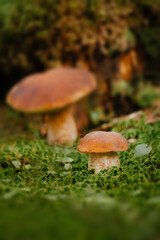 Forest landscapes. The concept of ecotourism. Mushroom picking.