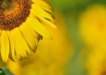 Sonnenblume in Ungarn Nahaufnahme