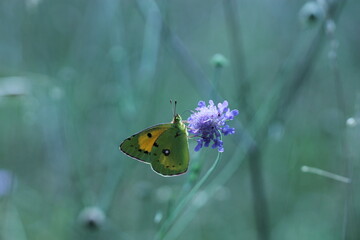 una farfalla gialla su un fiore viola