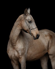 Portrait of a beautiful buckskin horse on black background isolated, head closeup