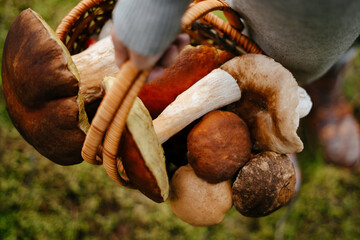 Close-up of a basket wicker with mushrooms in the hands of a young woman. Concept of harvesting and organic food.