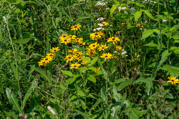yellow wildflowers