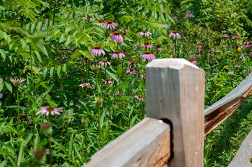 Fence and Wildflowers