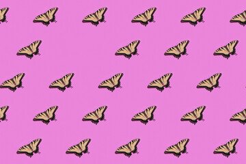 Obraz na płótnie Canvas Eastern Tiger Swallowtail (papilio glaucus) butterflies on purple flat surface